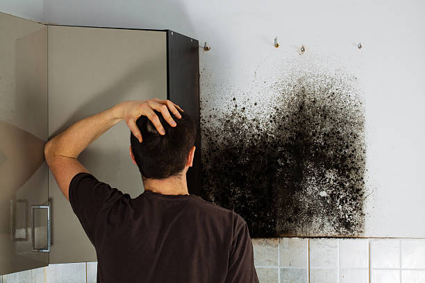 Best Emergency Mold Remediation in Reeds Spring, MO