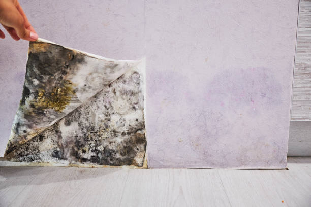 Professional Mold Remediation in Reeds Spring, MO